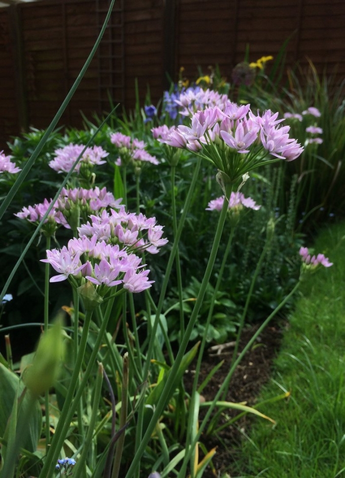 Allium roseum