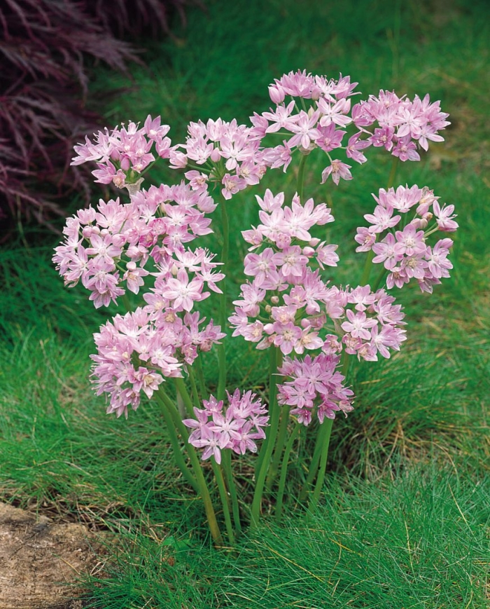 Allium roseum