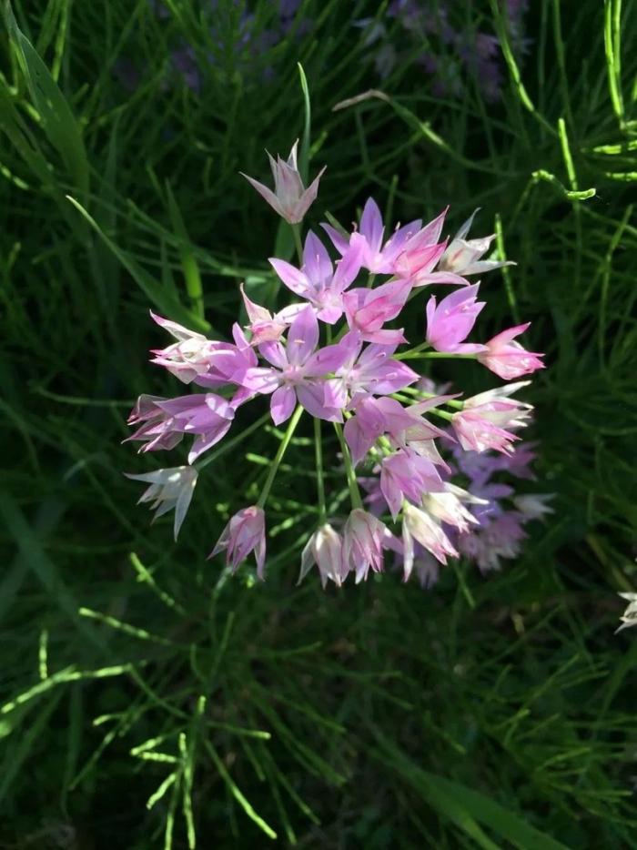 Allium unifolium