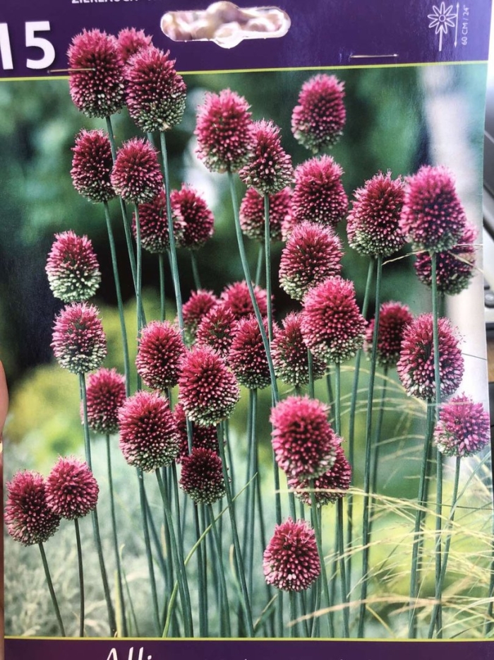 Аллиум sphaerocephalon