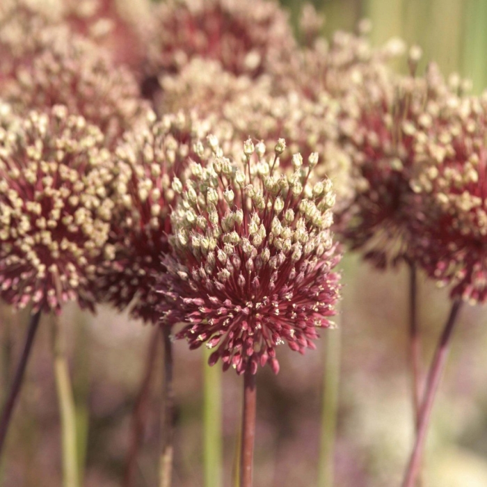 Allium -аллиум red mohican