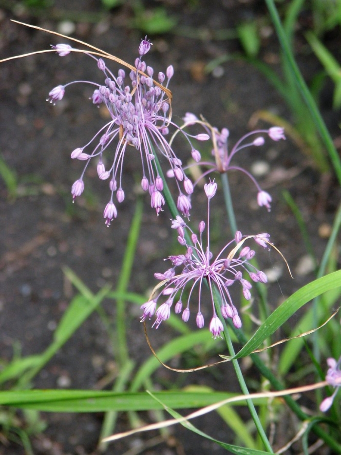 Лук хорошенький allium pulchellum