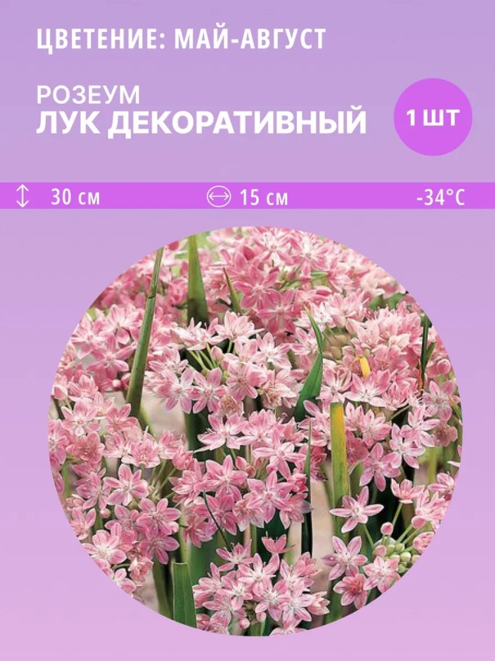 Лук декоративный