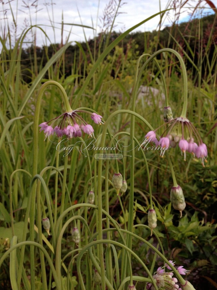 Allium cernuum