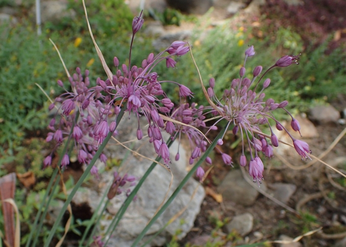 Allium pulchellum