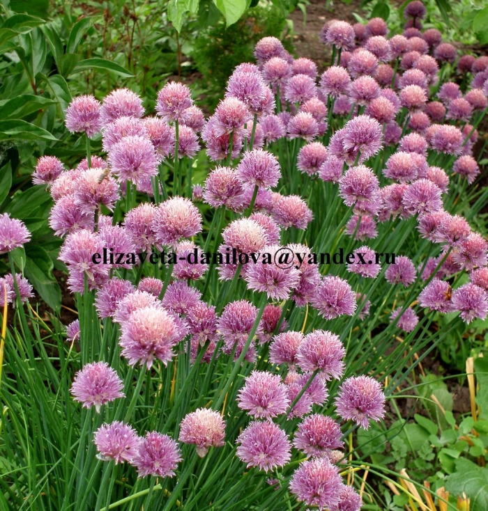 Лук шнитт (лук скорода)