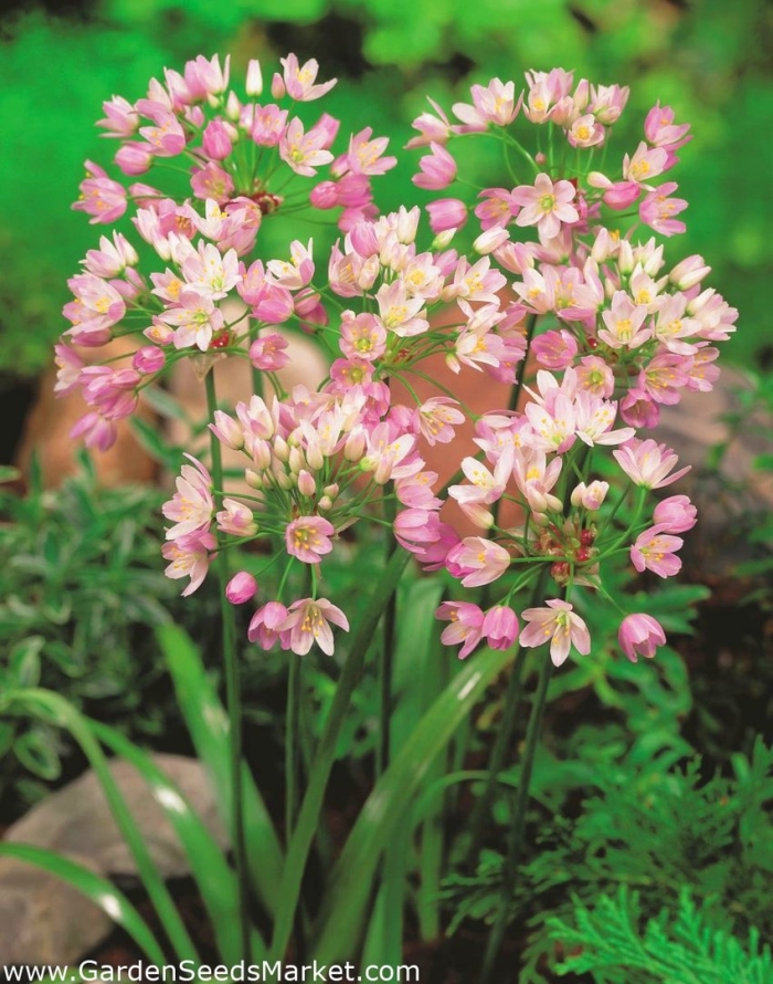 Allium neapolitanum
