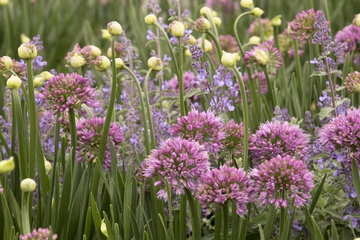 Allium scorodoprasum