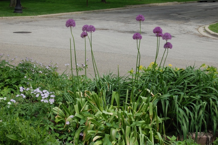 Аллиум розенбаха