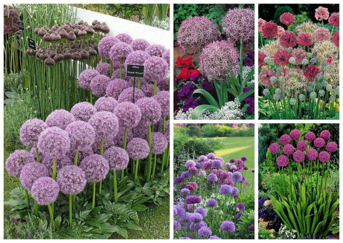 Аллиум хиз экселенс