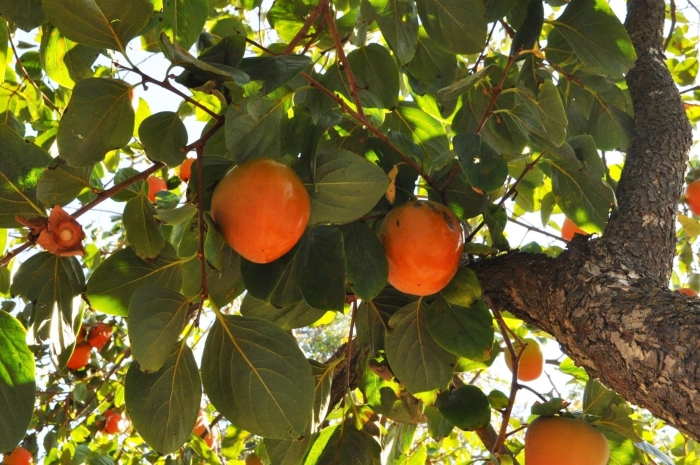 Хурма никитская бордовая