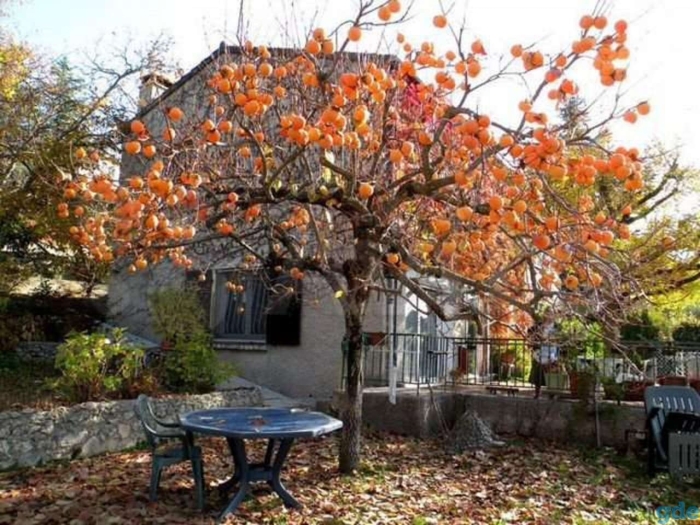 Хурма королек дерево