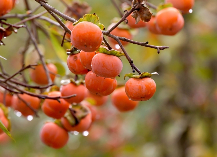 Хурма шарон