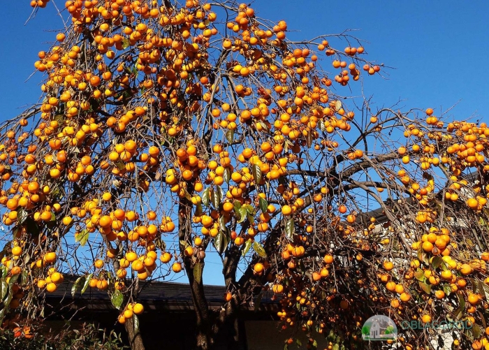 Хурма королек дерево