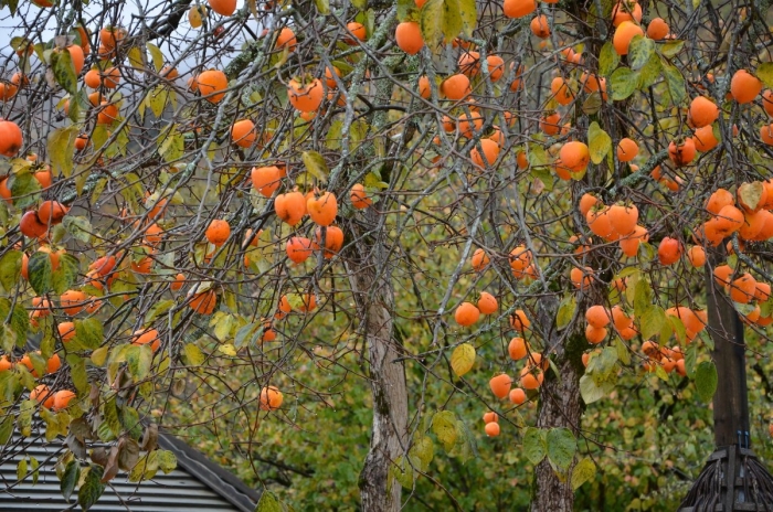 Дерево хурма