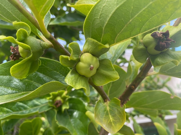 Хурма плодовые завязи