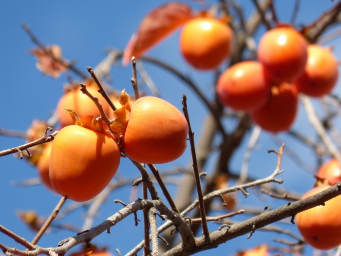 Хурма хиакуме королёк