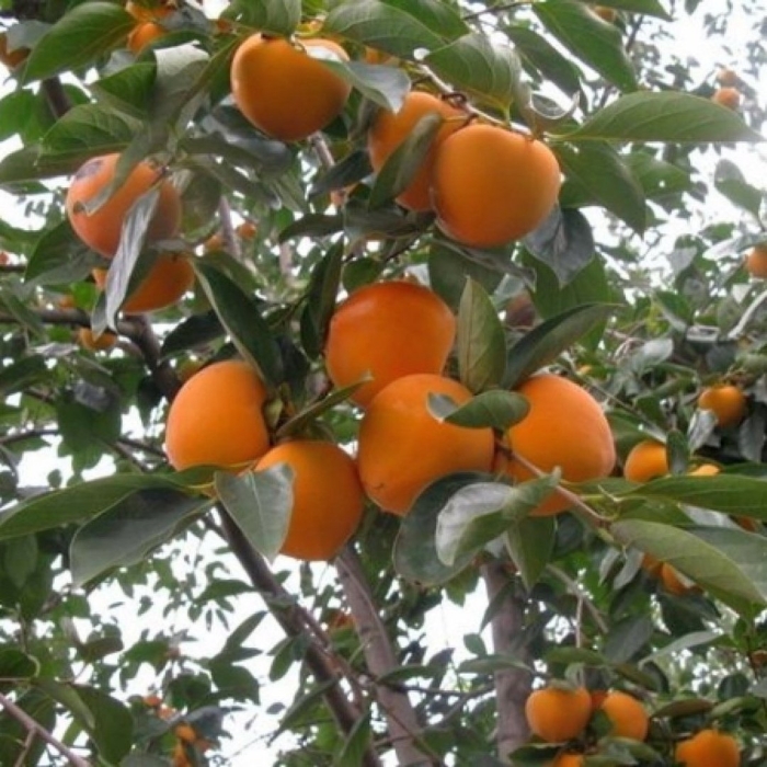 Хурма хиакуме королёк