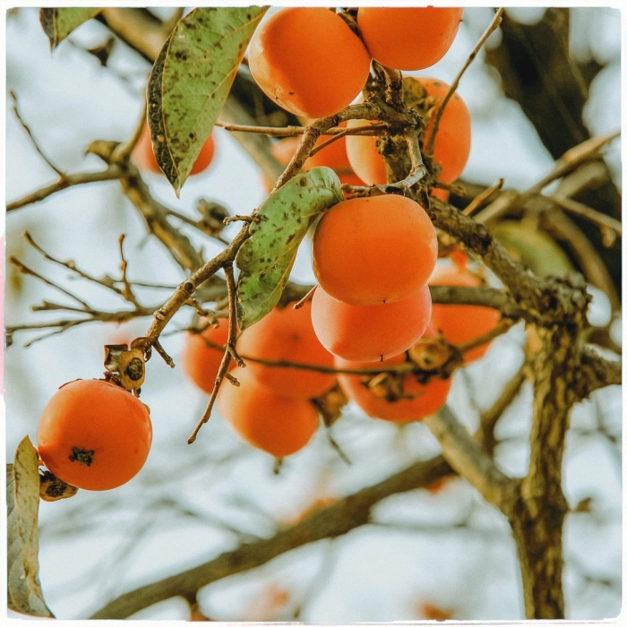 Хурма на дереве