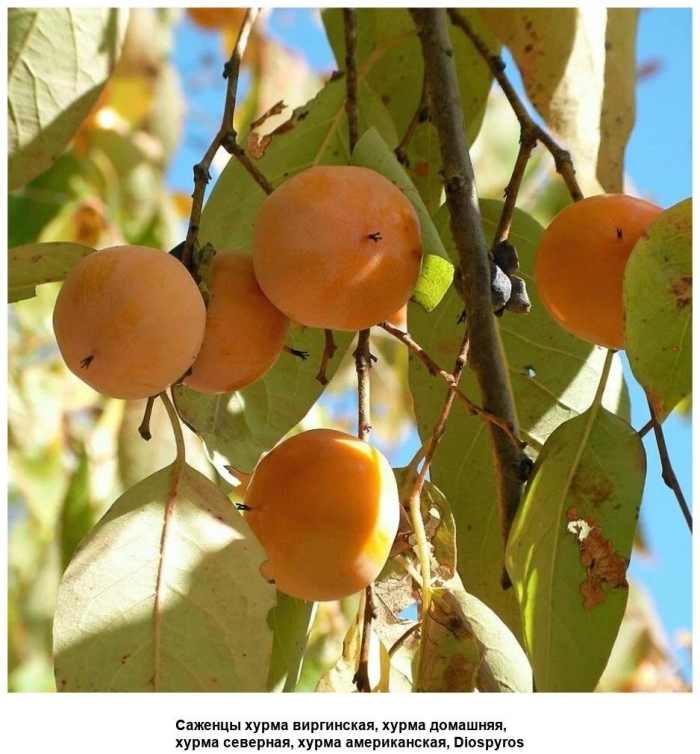 Diospyros virginiana