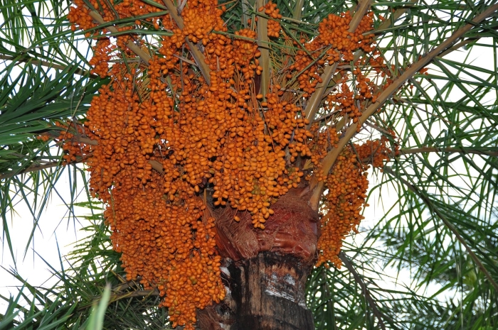 Финиковая пальма