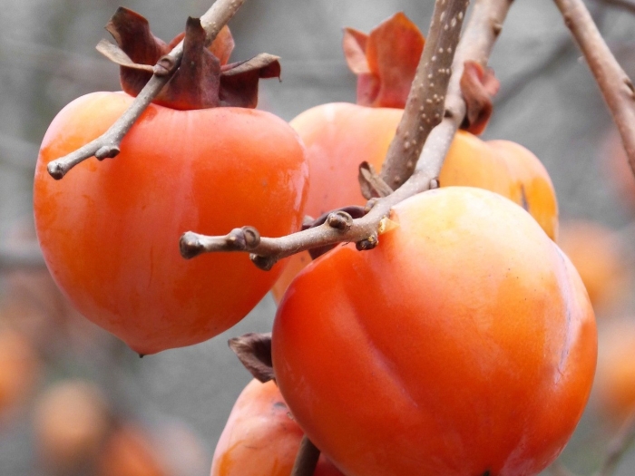 Хурма хиакуме королёк