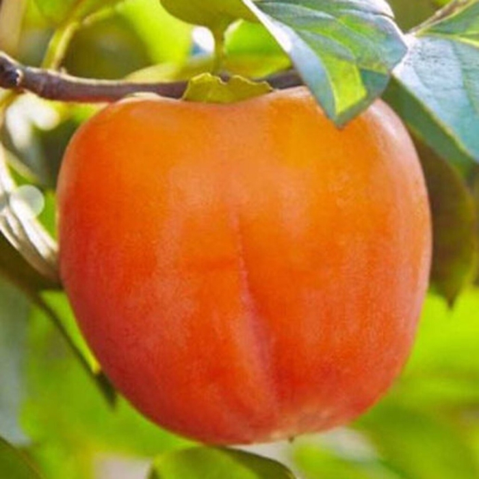 Хурма сорт персимон