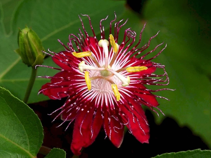 Маракуйя пассифлора