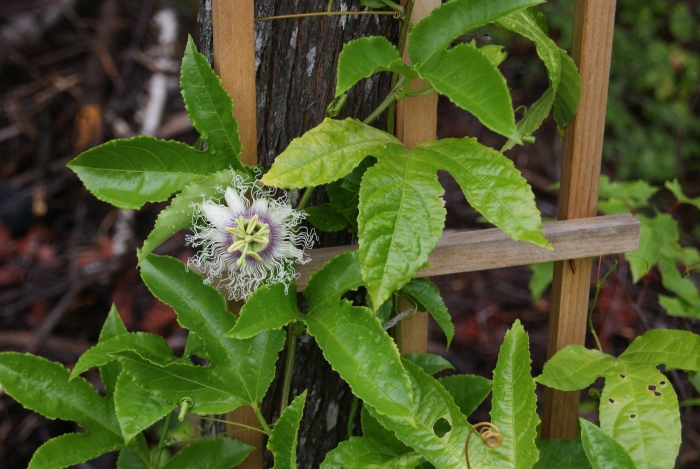 Маракуйя эдулис