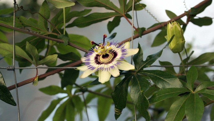 Пассифлора маэстро цветок