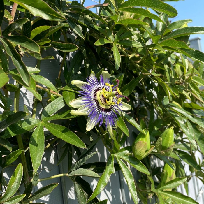 Пассифлора в саду