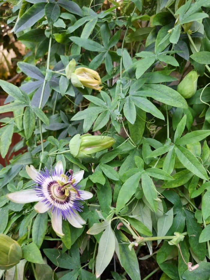 Пассифлора северная маракуйя