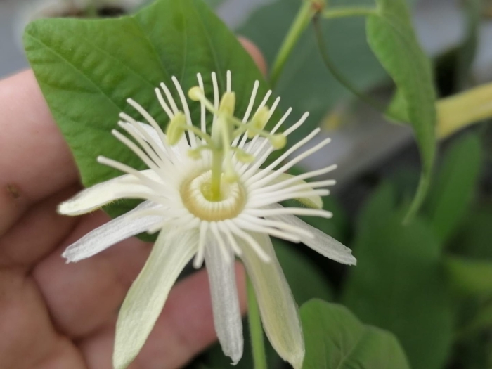 Пассифлора ванильная