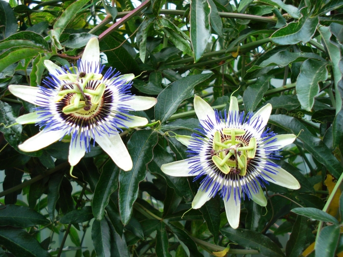 Пассифлора маракуйя