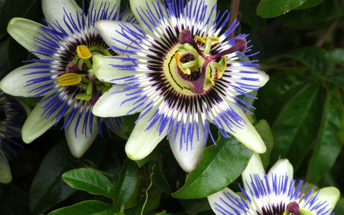 Пассифлора caerulea