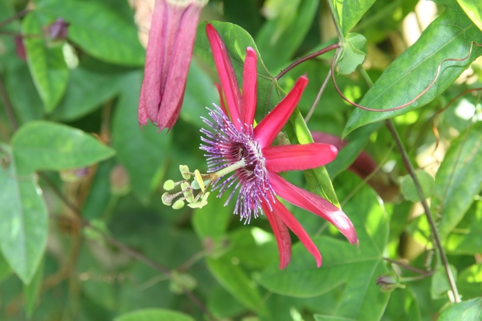 Passiflora racemosa