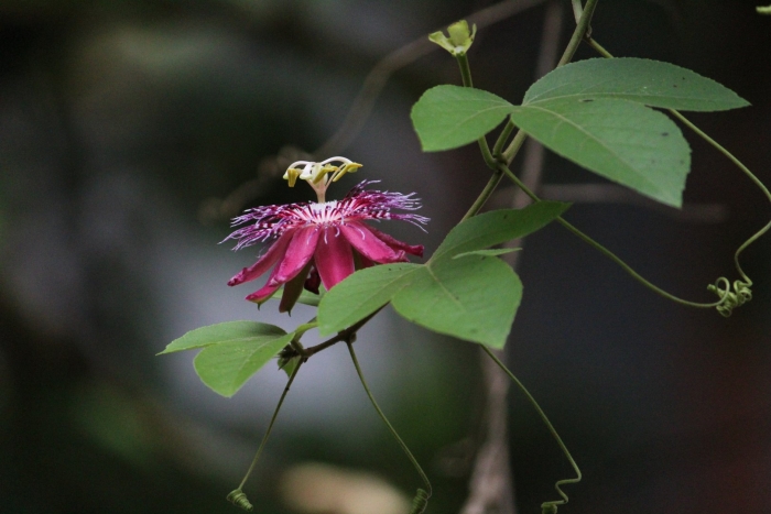 Пассифлора эдулис
