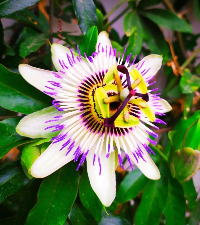 Passiflora caerulea