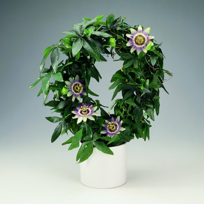 Пассифлора комнатное растение