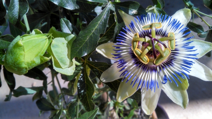 Пассифлора сладкая гранадилла