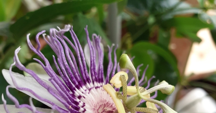 Пассифлора бервелде