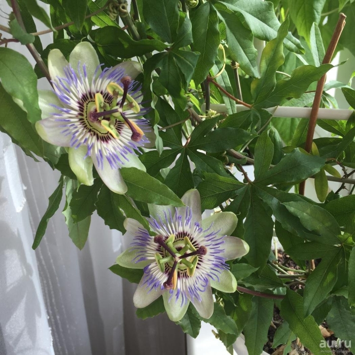 Пассифлора цветок комнатный