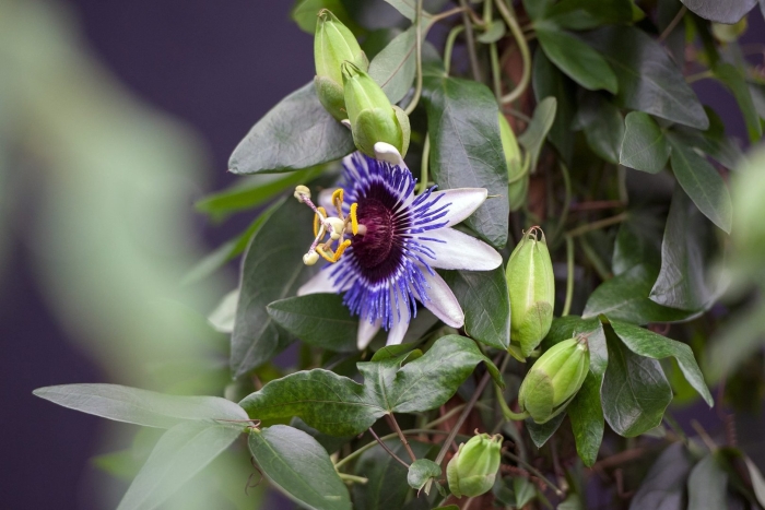 Пассифлора цветок