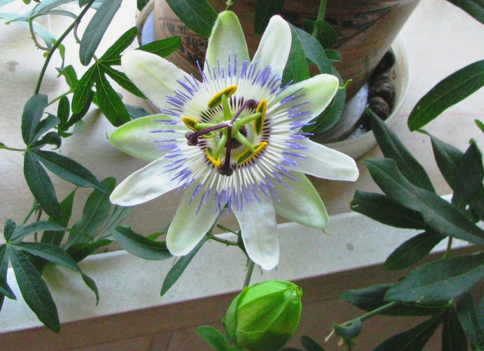 Пассифлора голубая