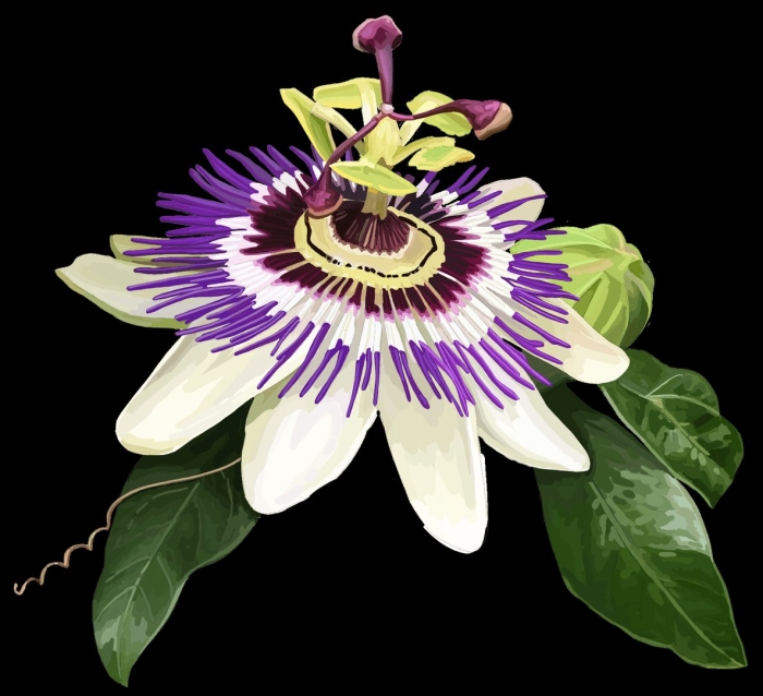 Пассифлора кавалерская звезда