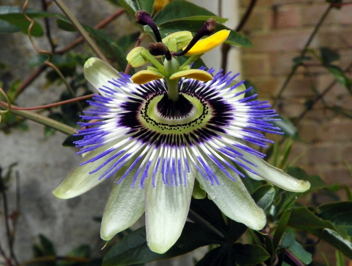 Пассифлора карулея