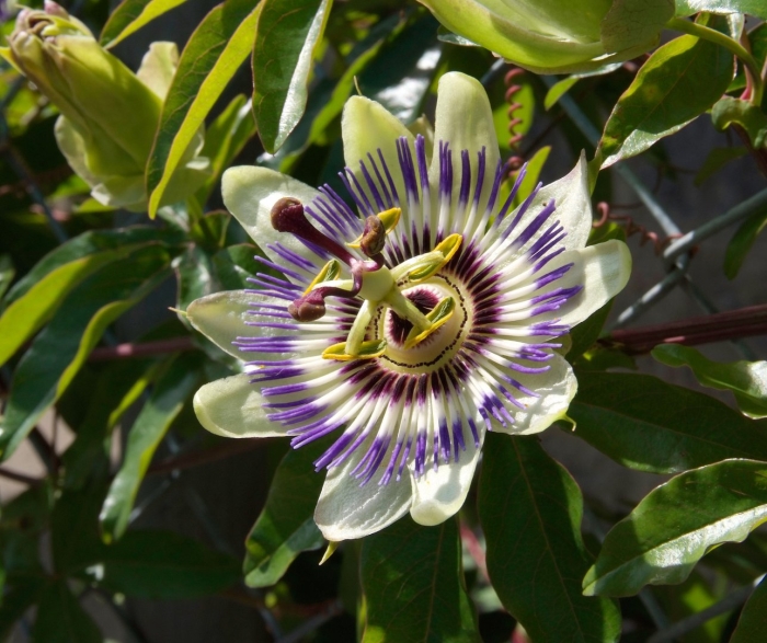Пассифлора caerulea