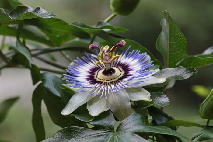 Страстоцвет пассифлора