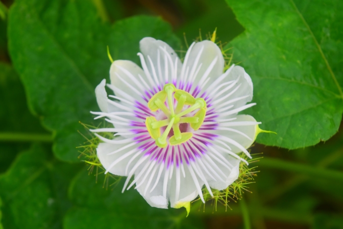 Пассифлора фоэтида