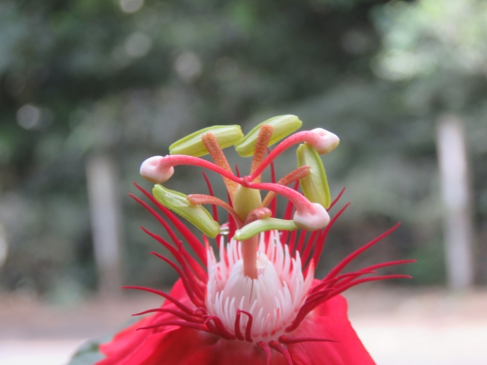 Passiflora vitifolia